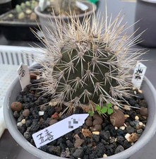 Rara Pianta Opuntia "I Cinque