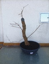 BONSAI ACERO