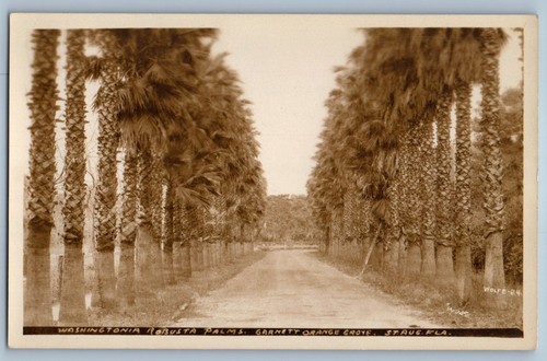 Cartolina washingtonia robusta - washingtonia,