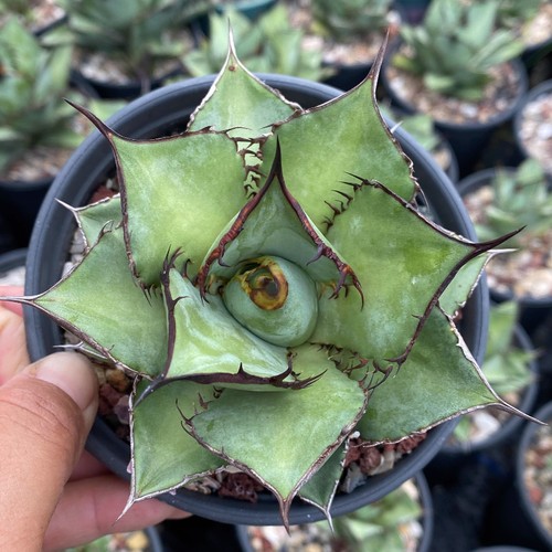 Pianta agave succulenta - pianta,