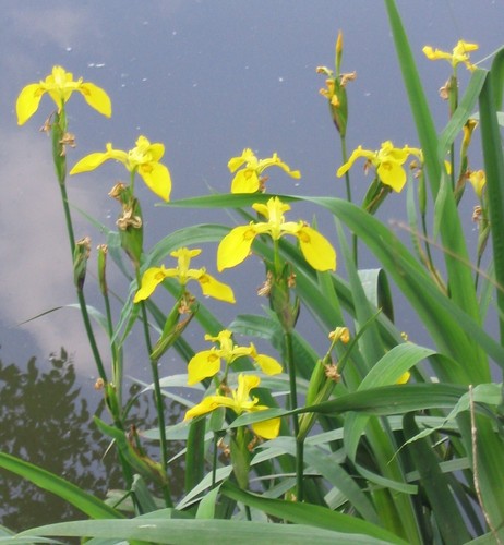 Graines iris jaune des - iris,