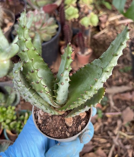 Aloe aculeata pianta - aloe, –
