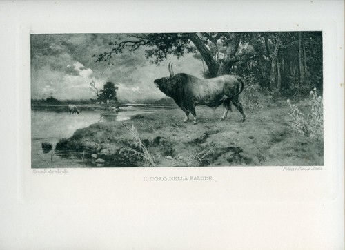 Aurelio tiratelli magnifica - aurelio,