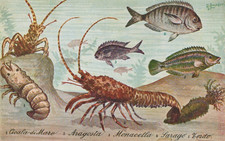 CARTOLINA  TEMATICA ANIMALI CANI GATTI CONIGLI UCCELLI ELEFANTI NON VIAGGIATA