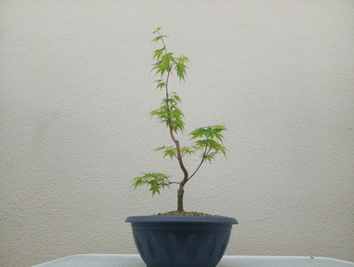 Bonsai acero palmato - acero, corallino