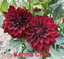 Semi di dalia fiori da