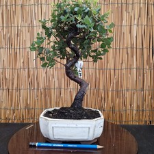 Bonsai di Quercia da Sughero h 36cm Visita il mio negozio!