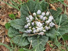 Mandragora officinaarum pianta