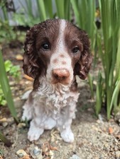 Springer spaniel ornamento - springer,