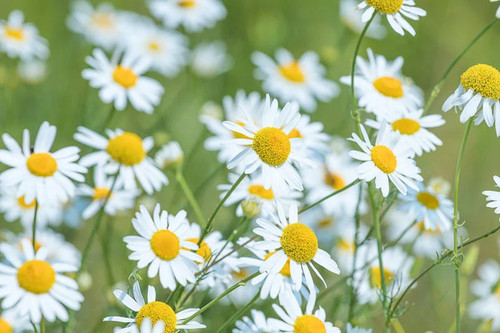 Matricaria recutita 1000 - matricaria, 1000+
