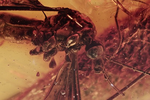 Tipula grande gru - tipula, fly