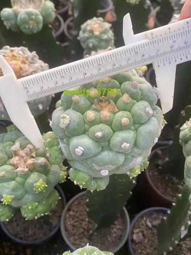 Pianta succulenta cactus - succulenta, di
