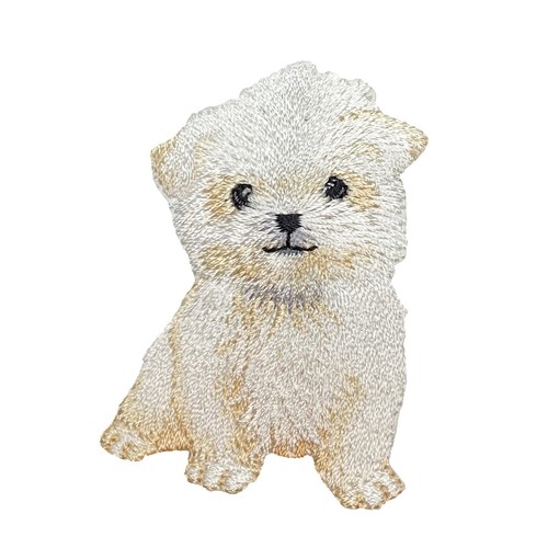 Maltese cane bianco - cane, bianco,