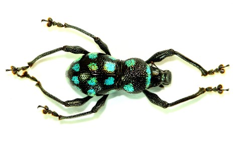 Coleoptera curculionidae - coleoptera,,