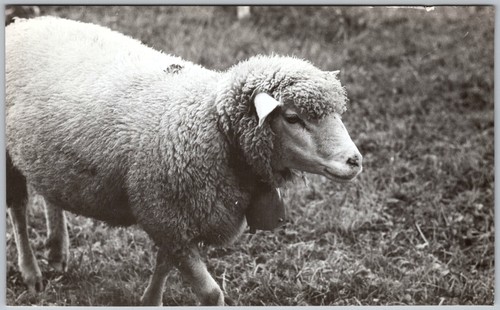 Pecora lana snapshot - , vintage