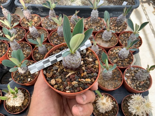 Euphorbia pachypodioides