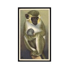 Gewone Makako 1940 Verkade's