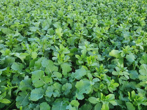 500 semi colza brassica - semi, "brassica