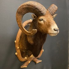 Trofeo di muflone, tassidermia