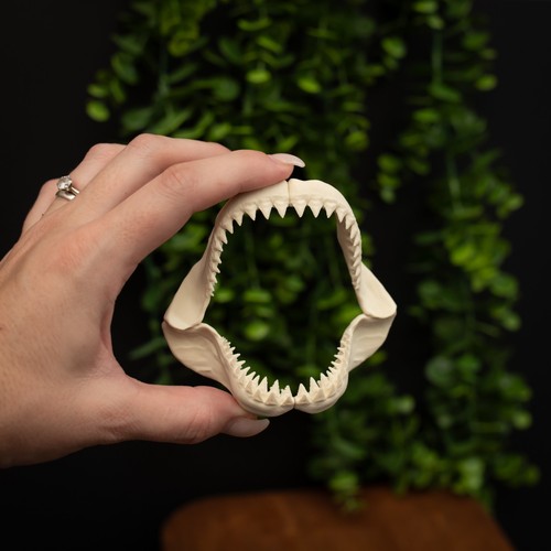 Megalodon shark jaw replica - shark,