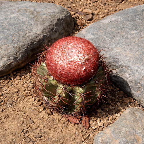 Melocactus diersianus hu404 - melocactus,