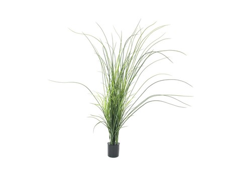 Europalms canna palustre - europalms,
