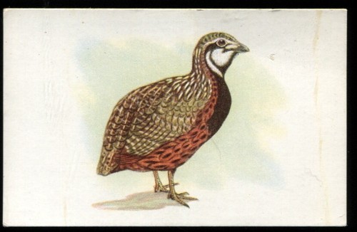 Tobacco card utc - card,, utc,