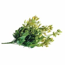 Eucalipto colore Giallo