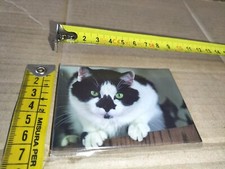 Gadget Calamita Magnete da Frigo da Collezione Raffigurante Animale Gatto Nuova