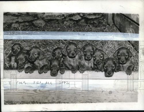 1942 press photo - press, setter