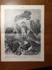 ADLER - AQUILE, AQUILA FASCIATA, POMARINA, ORIENTALIS, PENNATA, MELANAUTUS......
