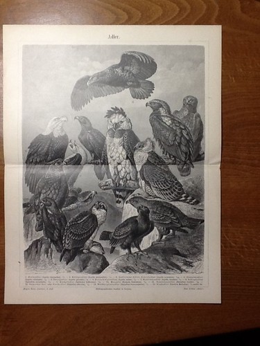 Adler aquile aquila - adler,