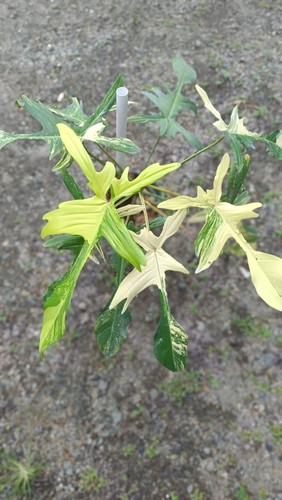Pianta tropicale rara