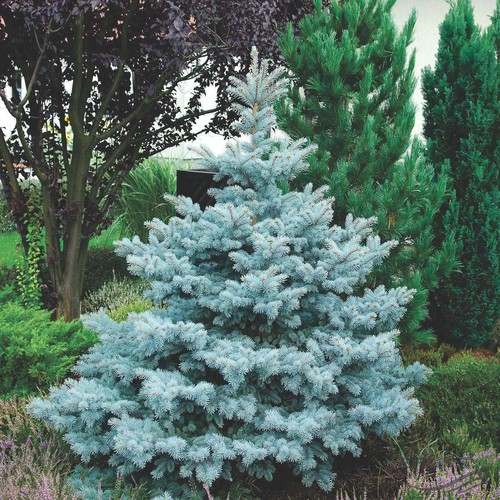 Abete blu argentato - argentato, "picea