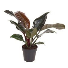 Filodendro Philodendron