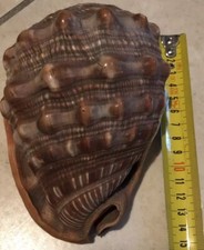 conchiglia gigante 15 Cm Leggere Descrizione