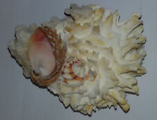 Conchiglia CHAMA LAZARUS bianca su corallo con mezza conchiglia attaccata  mm 90