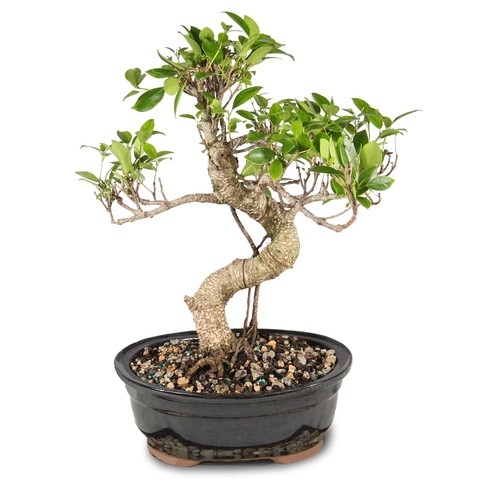 Bonsai bruxelles albero - -,