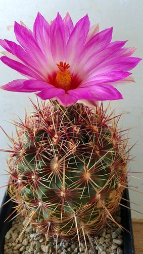 Thelocactus bicolor - , v