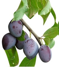 Pianta di susino: varietà