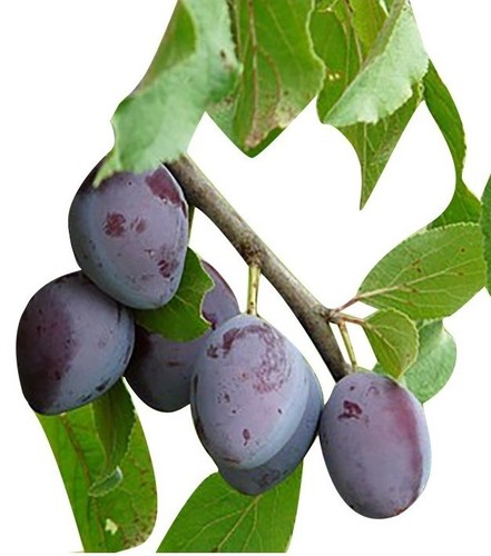 Pianta susino varietà - pianta,
