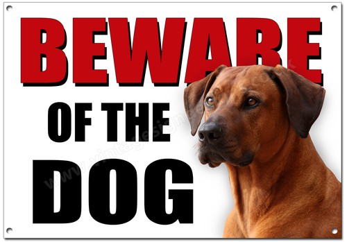 Rhodesian ridgeback attenzione - rhodesian,