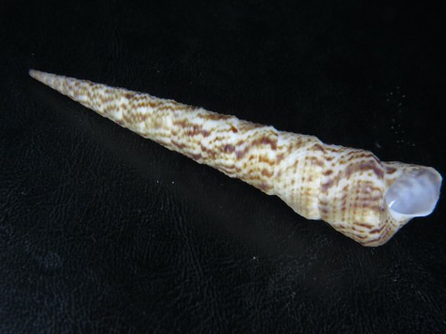 Turritella leucostoma beached - turritella, leucostoma:beached