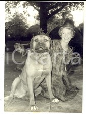 1962 PARIS Dany BEUFF e il bullmastiff Gold al gala LA BELLE ET LA BETE *Foto