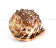 Grande Conchiglia Fossile