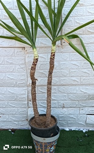 Jucca elefantina - jucca,