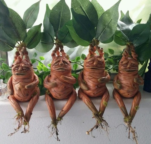 Semi mandragora di - semi,
