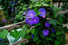 Morning glory flower seeds - glory,