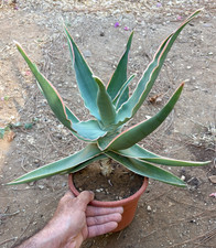 ALOE STRIATA - PIANTA DA