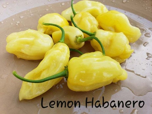 Semi pepe habanero giallo - pepe,